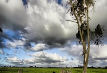 开云体育中国-东决关键战焦点战，黄蜂粉碎国王，团队篮球的终极胜利